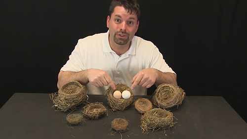 生物科学示范课6-老鹰的家