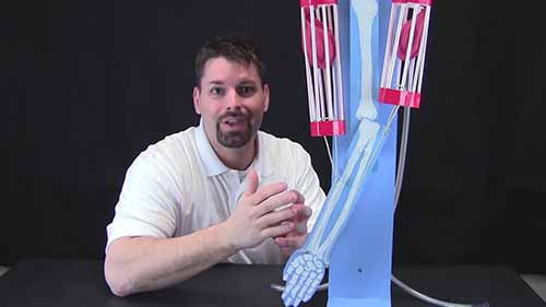 生物科学示范课7-肌肉带动骨骼