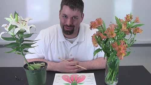 生物科学示范课8-开花植物的生命周期