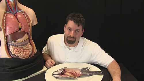 生物科学示范课12-鱼和人体的器官