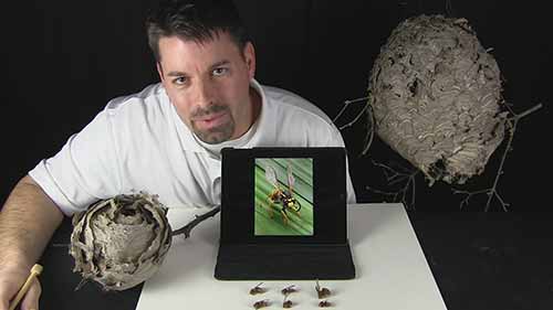 生物科学示范课13-大黄蜂的生命周期