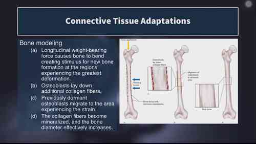 认证体能训练师考试 14
