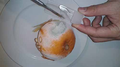 如何在显微镜下观察霉菌孢子