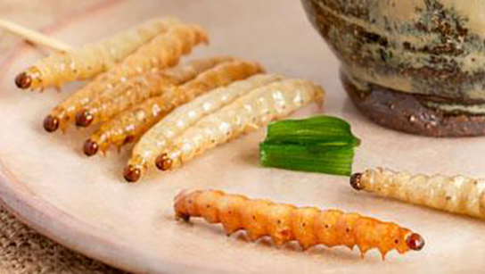 来一顿虫子大餐
