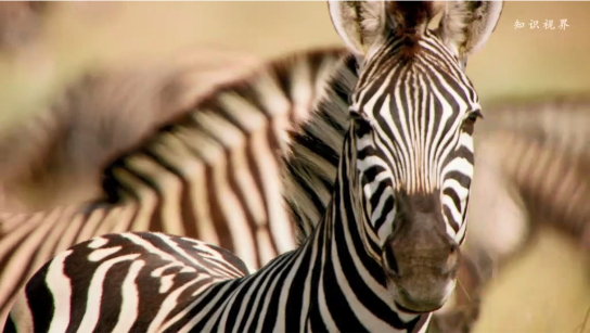 斑马条纹的防御机制