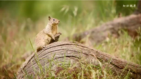 加州地松鼠的嗅觉欺骗
