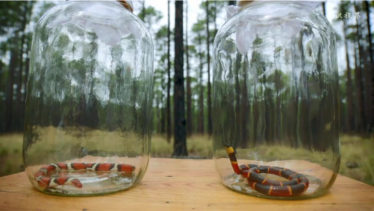 猩红王蛇的拟态求生