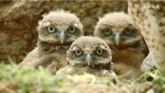 穴鸮的声音模仿秀