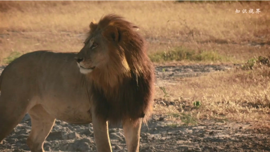 长着鬃毛的雌狮