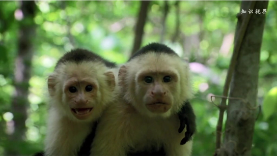 白面卷尾猴的战术欺骗