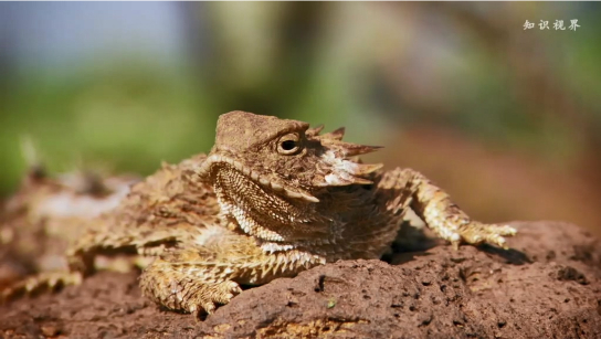 角蜥的“装死”绝技