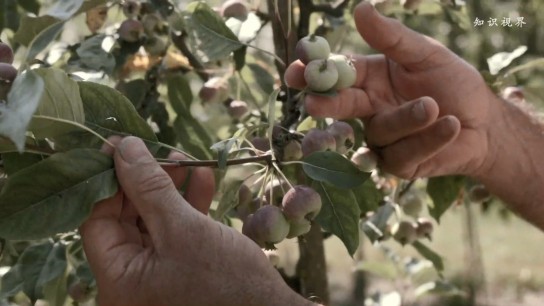 能抗病的转基因苹果