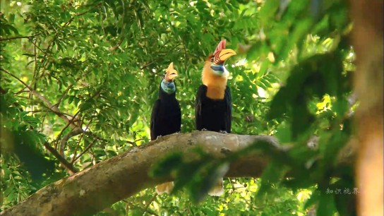 红冠犀鸟育雏记