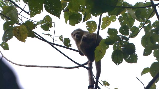 丛林奇遇：呆萌袋猫