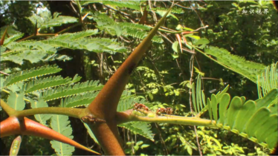 蚂蚁与相思树的共生