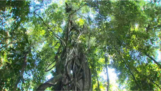 绞杀榕的致命缠绕