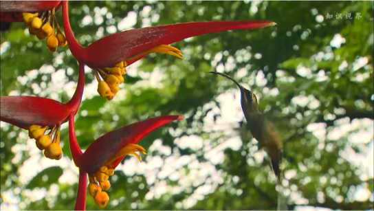 蜂鸟与赫蕉的完美配合