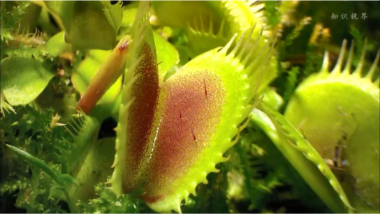 捕蝇草的猎杀绝技