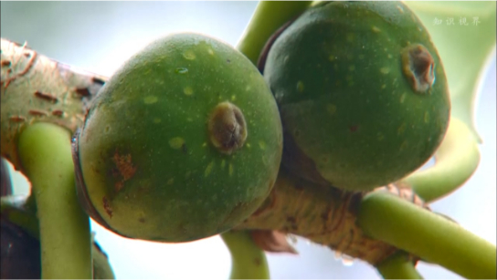 无花果与小蜂的互利共生