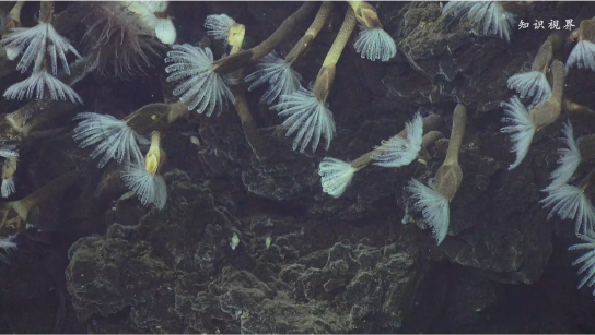 海底黑烟囱与生命奇观