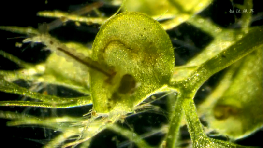 保护莱卡人的传统生活方式