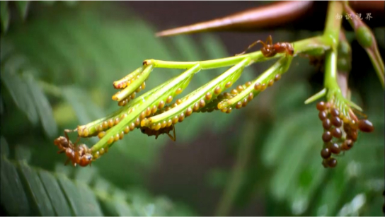 气候变化下的农业发展