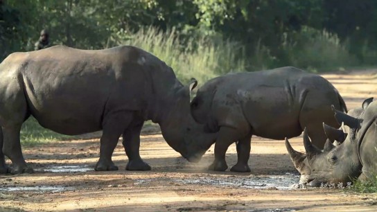 乌干达白犀牛保护行动