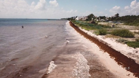 马尾藻危机与资源化利用