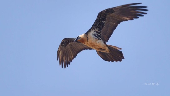 胡秃鹫的时尚谜团