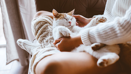 猫猫教如何占领全球