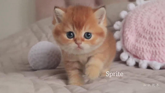 学会自己玩球的小奶猫