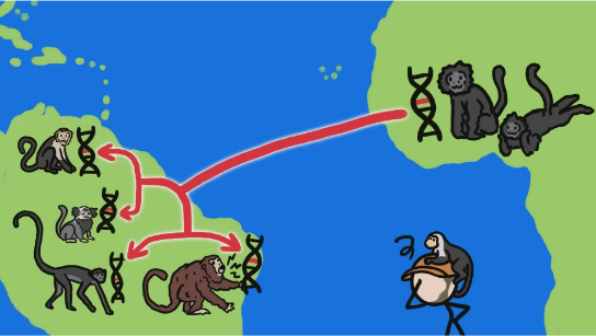猴子是怎么到南美洲的