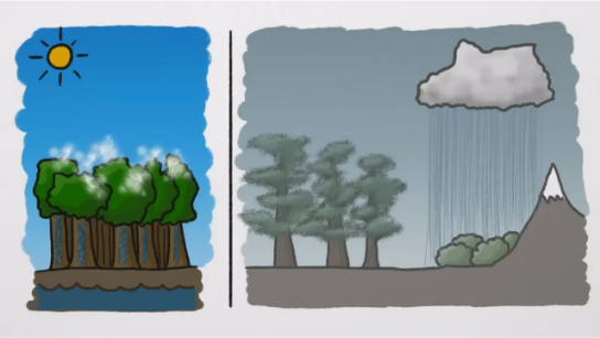 先有雨还是先有雨林