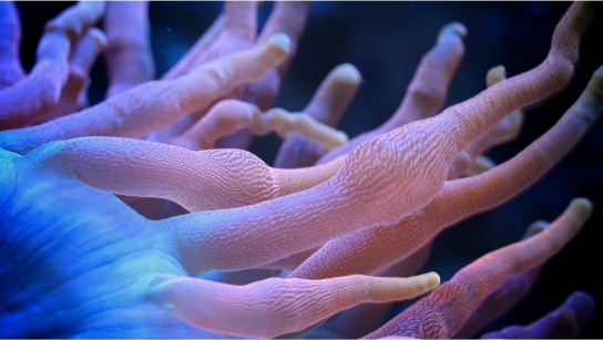 当珊瑚碰到最强X射线