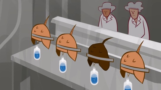 我们为什么要采集鲎的血液