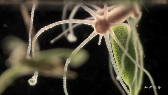 掌握长生不老秘密的生物