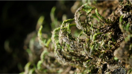 苔藓和轮虫的逆天技能
