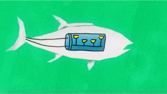 鱼为什么是鱼形