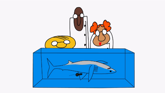 动物为什么装死