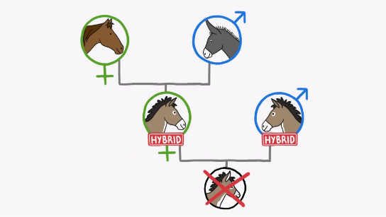 为什么骡子无法繁殖