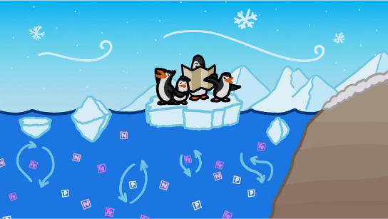 为什么赤道有企鹅