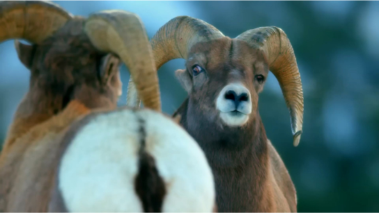 大角羊的荣耀之战