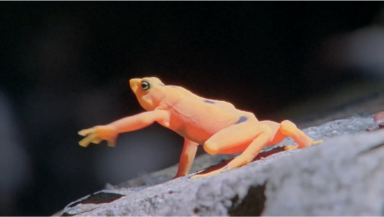 泽氏斑蟾的领地之争