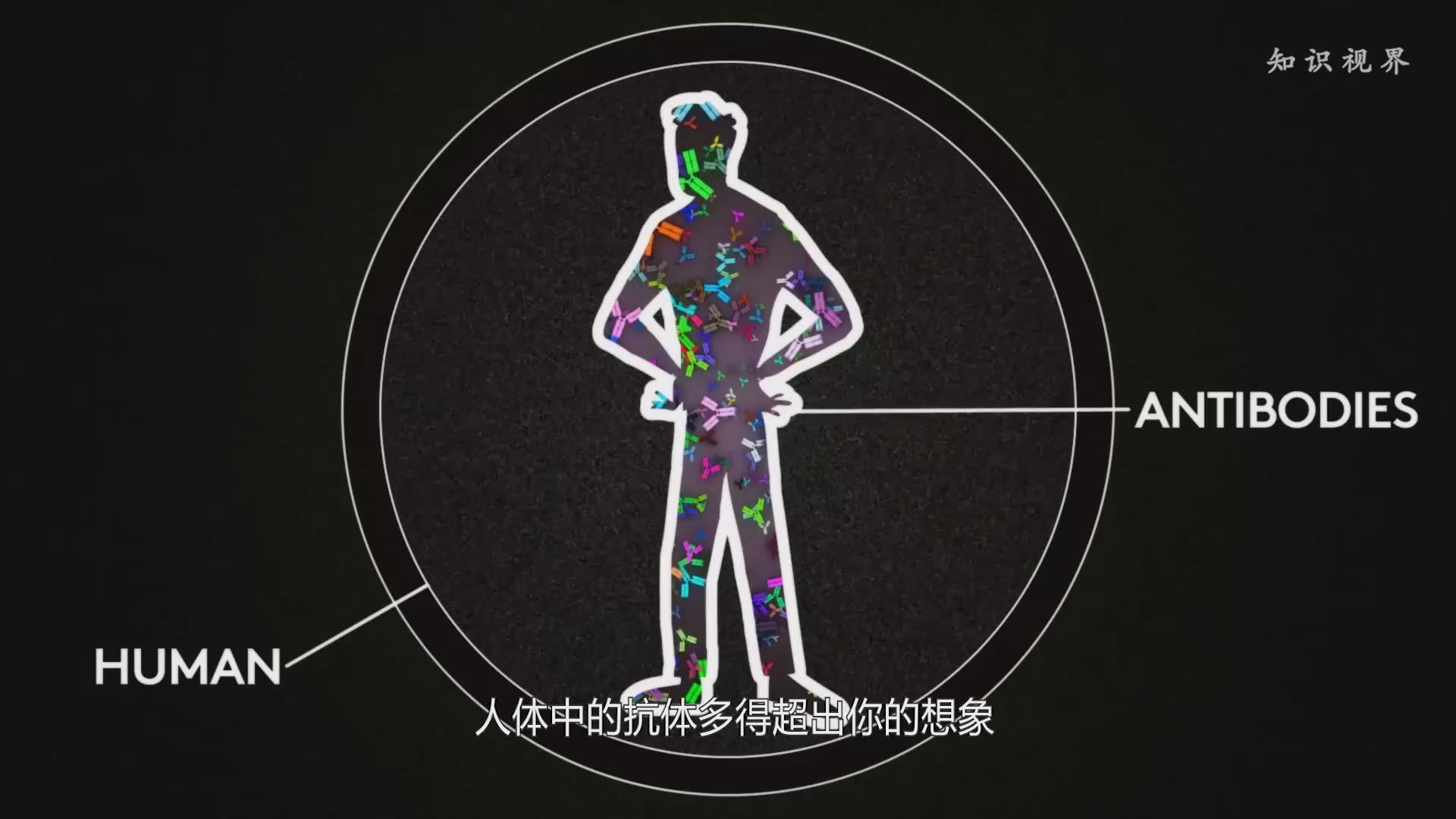 人体内的抗体