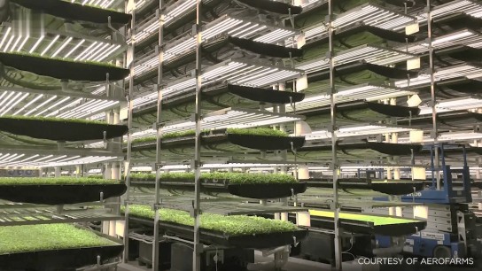 未来餐桌的“天空农场”