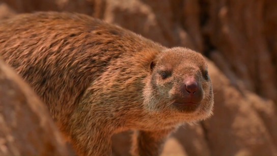 疯狂野兽育幼记