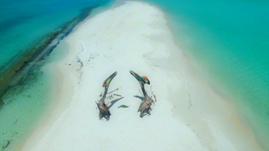 哈特兹哥翼龙求偶记