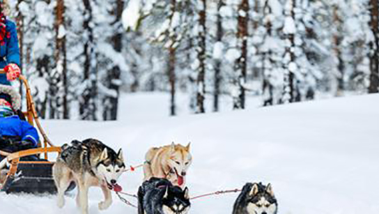 雪橇犬教练